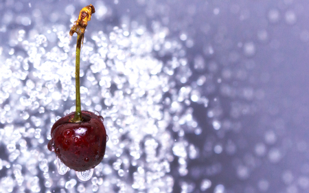 Cherry among water drops on a grey background in flightの写真素材