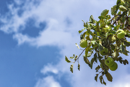 Green leaves and apple tree branches against a blue or blue sky backgroundの写真素材