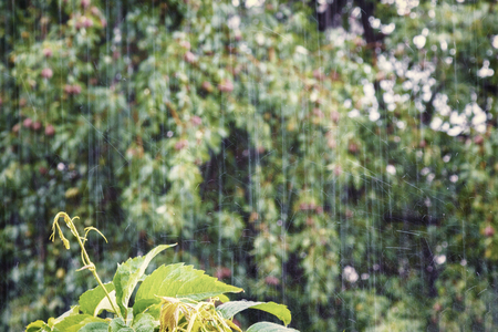 flying drops of rain in the garden splashes, a sprout of ivy on the background of treesの写真素材