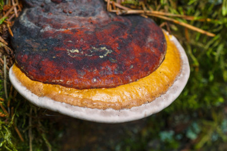 Red tinder, parasite fungi grown on a tree bark