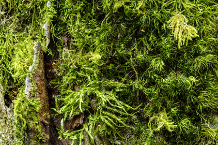 Moss growing in big fallen treeの写真素材