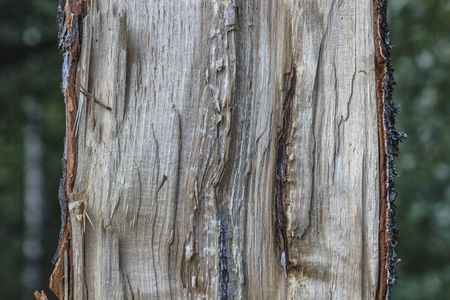 half a tree cracked tree trunk in the woods.の写真素材