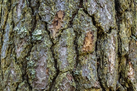 A picture texture of the bark of a tree similar to camouflageの写真素材