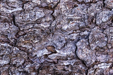 Image texture of the bark of the tree is covered similar to camouflageの写真素材