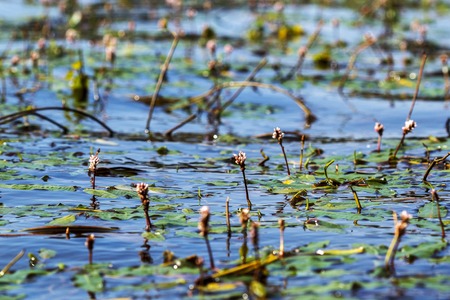 swamp vegetation on the lake in waterの写真素材