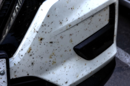 insects on a white bumper of the car, on mirrors in cracks, on the general a part of the SUVの写真素材