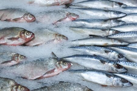 fish in the fish market laid out on a counter in shop.の写真素材