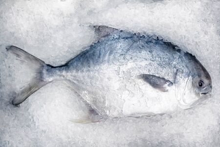 fish in the fish market laid out on a counter in shop.の写真素材