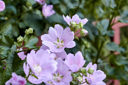 Sidalcea malviflora is a perennial herb in the Malvaceae family
