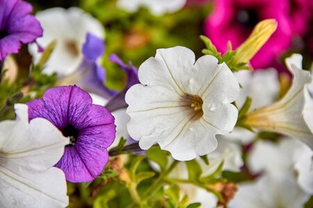 colourful petunia Petunia hybrida flowers Flowerbed with multicoloured petunias.の写真素材
