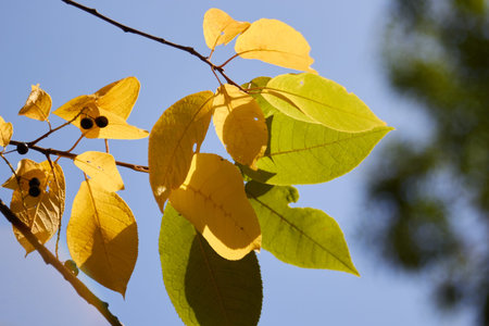early autumn yellowed leaves against a blue sky.