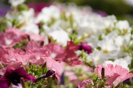 colourful petunia Petunia hybrida flowers Flowerbed with multicoloured petunias.の写真素材
