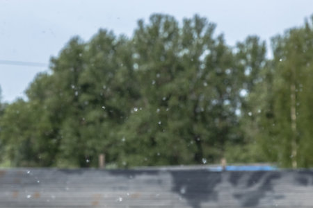 fluff lies on the edge of the road. Fluffy tree seeds poplar. Reproduction of trees.の写真素材