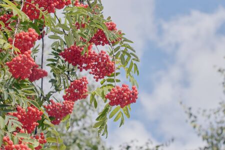 Rowan branches with red berries. Red Rowan berries on the branches of a Rowan tree and green leaves against a blue sky.の写真素材