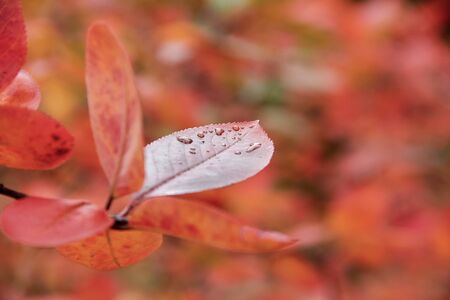 autumn leaf of maroon color with a drop of rain cherry.の写真素材