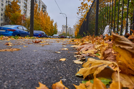 Russia, Saint-Petersburg, September 2019: autumn leaves on the pavement.