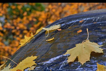 autumn leaves that fell on a wet car after the rain.の写真素材