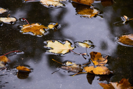 autumn puddle after rain with autumn yellow and maroon leaves.