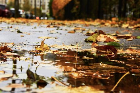 A carpet of fallen coloured leaves of maple.の写真素材