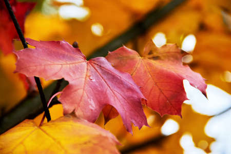 Autumn leaves yellow red maroon multicolored maple on the grassの写真素材