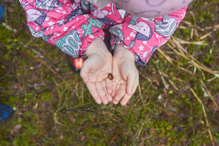 little mushroom in the palms of a child.の写真素材
