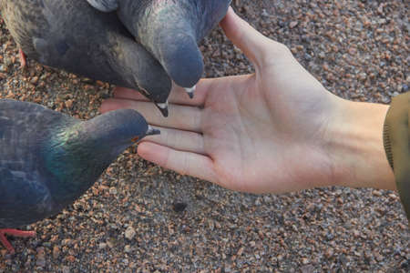 hand-feeding birds, children feed pigeons.の写真素材