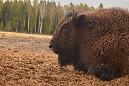 Wild european bison in the forest, Russia.の写真素材