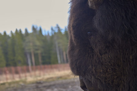 Wild european bison in the forest, Russia.