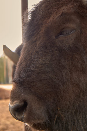 Wild european bison in the forest, Russia.