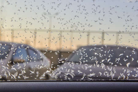 Snow Crystals on the Window Glass. Winter Hoarfrost. Clear and Pure Transparent Ice. White, Blue, Light Gray, yellow, Colors. Selective Focus.の写真素材
