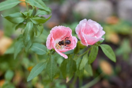 The flower is pink inside the flower an insect collects pollen.の写真素材
