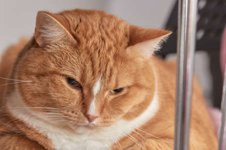 portrait of a red-and-white cat, obese.の写真素材
