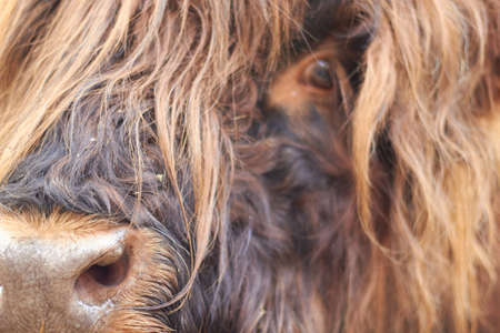 Highland's hairy cows are shaggy, hairy cows. They live high in the mountains of Scotland. Animals are the hallmark of the country.の写真素材