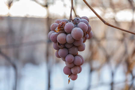 The Missing grape harvest. Hanging bunches of the non-harvested crop.の写真素材