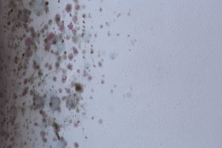 mold on the wall in the house, high humidity, the ventilation system is not working properly