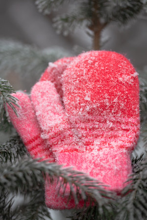 Picture of red mittens in the winter forest. Frozen plants. Selective focus.の写真素材