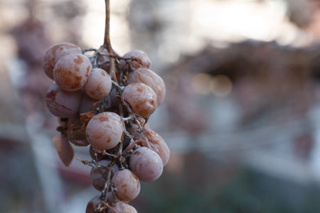 The Missing grape harvest. a bunch of missing grapes on a branch.の写真素材