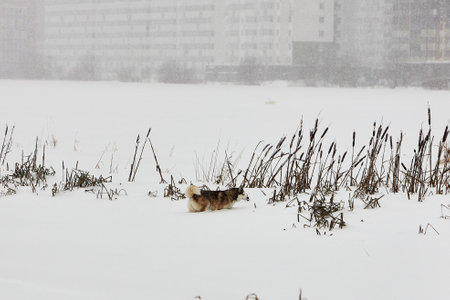 Dog Walking Through Snow in Winter Fieldの写真素材