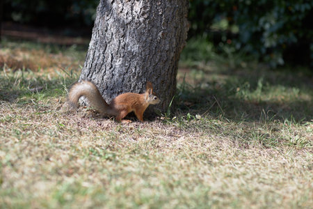 Whiskered Sentinel, An Enigmatic Squirrel Dances in Sunlight Beneath Natures Canopyの写真素材