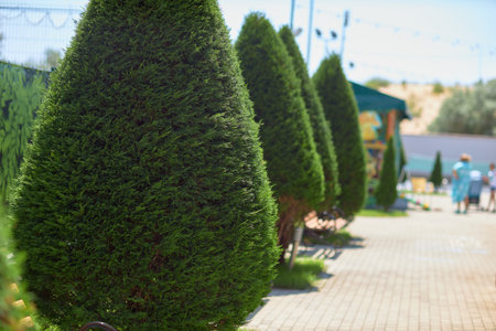 Row of ParkBenches in a Green Park among green firs and thujaの写真素材