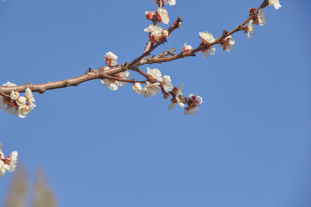 Selective focus of beautiful branches of white blossoms on the tree under blue sky, Beautiful Sakura flowers during spring season in the park, Floral pattern texture, Nature background.の写真素材