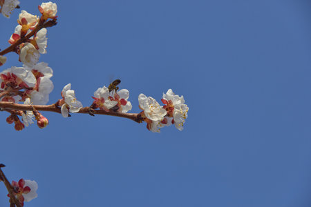 Selective focus of beautiful branches of white blossoms on the tree under blue sky, Beautiful Sakura flowers during spring season in the park, Floral pattern texture, Nature background.の写真素材