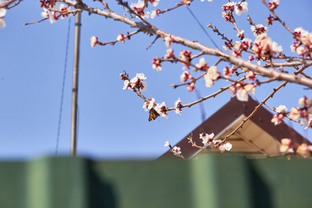 Selective focus of beautiful branches of white blossoms on the tree under blue sky, Beautiful Sakura flowers during spring season in the park, Floral pattern texture, Nature background.の写真素材