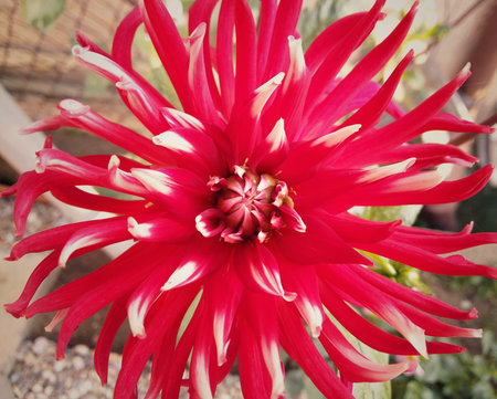 Red sunflowerの写真素材