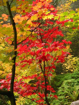 Red and goldの写真素材