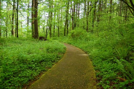 Forestの写真素材