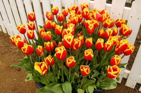 Tulips in a planter by a white picket fenceの写真素材