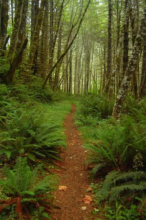 A trail through the woodsの写真素材