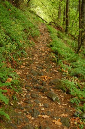 Hiking in the forestの写真素材