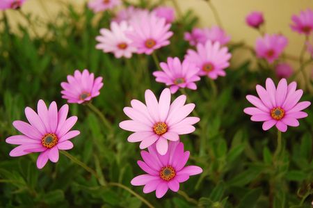 Cluster of pink flowersの写真素材